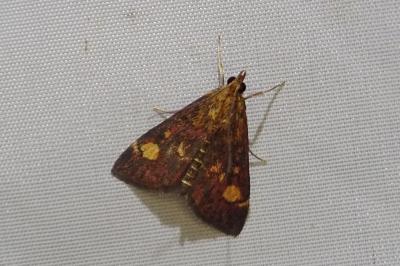 <i>Pyrausta aurata</i>