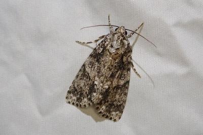 <i>Acronicta rumicis</i>