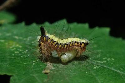 <i>Acronicta psi</i>