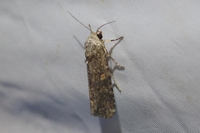 <i>Spodoptera exigua</i>