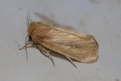 <i>Sesamia nonagrioides</i>