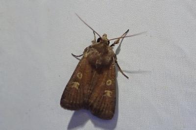 <i>Xestia xanthographa</i>