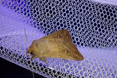 <i>Mythimna albipuncta</i>