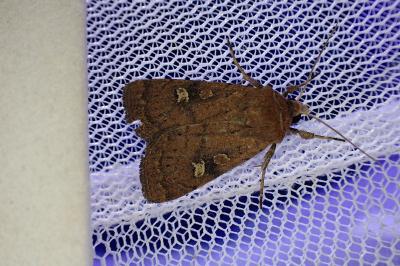 <i>Xestia xanthographa</i>