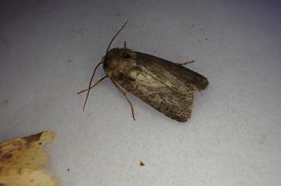 <i>Proxenus hospes</i>