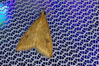 <i>Udea ferrugalis</i>