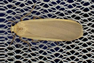 <i>Katha depressa</i>
