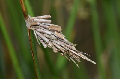 <i>Canephora hirsuta</i>