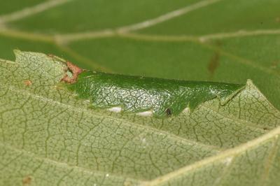 <i>Parornix betulae</i>