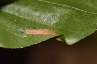 <i>Phyllonorycter maestingella</i>