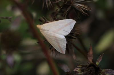 <i>Rhodometra sacraria</i>