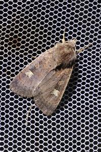 <i>Xestia xanthographa</i>