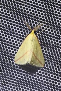 <i>Rhodometra sacraria</i>