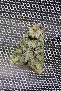 <i>Dryobotodes eremita</i>