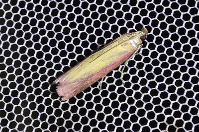 <i>Oncocera semirubella</i>