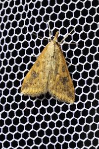 <i>Udea ferrugalis</i>