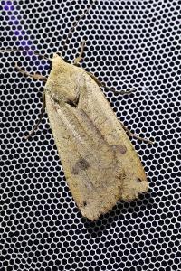 <i>Noctua pronuba</i>