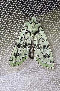 <i>Griposia aprilina</i>