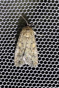 <i>Spodoptera exigua</i>