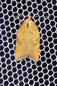 <i>Acleris rhombana</i>