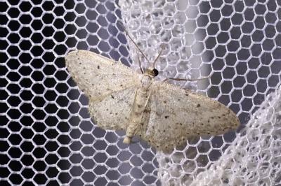 <i>Idaea seriata</i>
