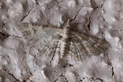 <i>Gymnoscelis rufifasciata</i>