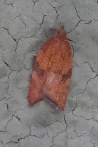 <i>Acleris rhombana</i>