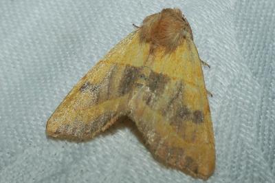 <i>Atethmia centrago</i>
