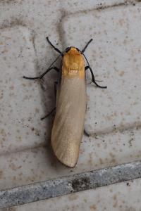 <i>Lithosia quadra</i>
