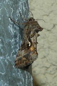 <i>Autographa gamma</i>