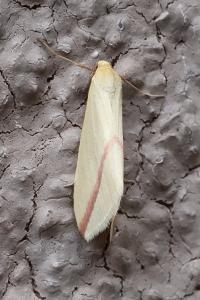 <i>Rhodometra sacraria</i>