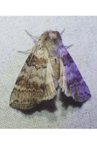<i>Cymatophorina diluta</i>