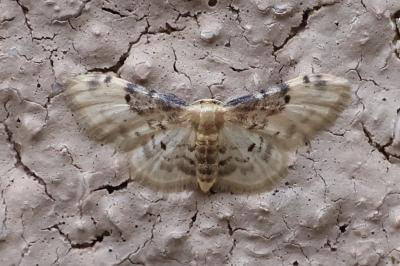 <i>Idaea filicata</i>