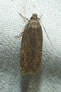 <i>Depressaria</i>
