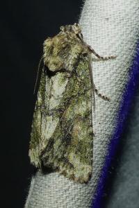 <i>Dryobotodes roboris</i>