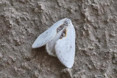 <i>Cilix glaucata/hispanica</i>