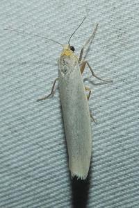 <i>Eilema caniola</i>