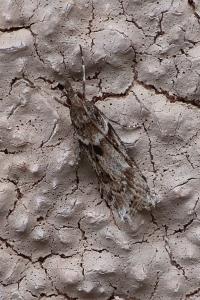 <i>Eudonia angustea</i>