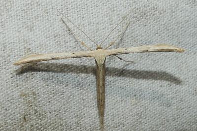 <i>Emmelina argoteles/monodactyla</i>