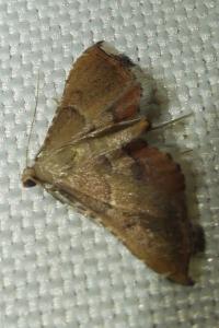 <i>Endotricha flammealis</i>