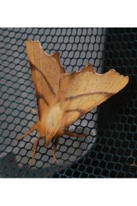 <i>Ennomos erosaria</i>