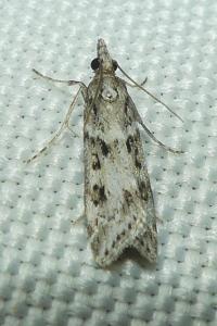 <i>Eudonia angustea</i>