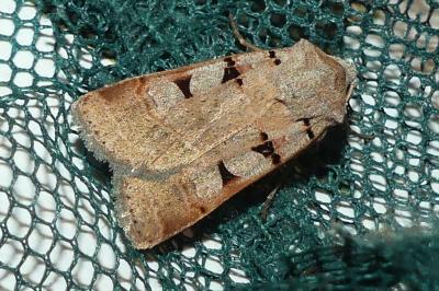 <i>Eugnorisma glareosa</i>