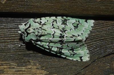 <i>Griposia aprilina</i>