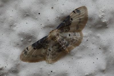 <i>Idaea filicata</i>