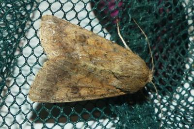 <i>Helicoverpa armigera</i>