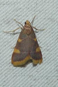 <i>Hypsopygia costalis</i>