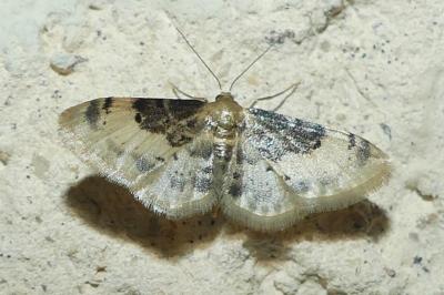 <i>Idaea filicata</i>