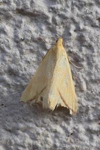 <i>Rhodometra sacraria</i>