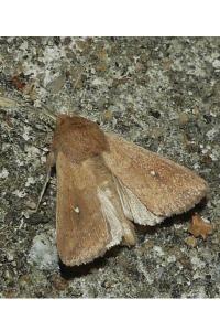 <i>Mythimna albipuncta</i>